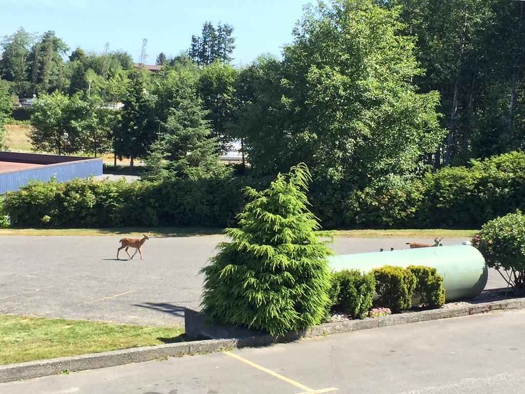 Haida Way Motor Inn Port McNeill Buitenkant foto